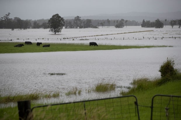 lu lut tai New South Wales anh 9