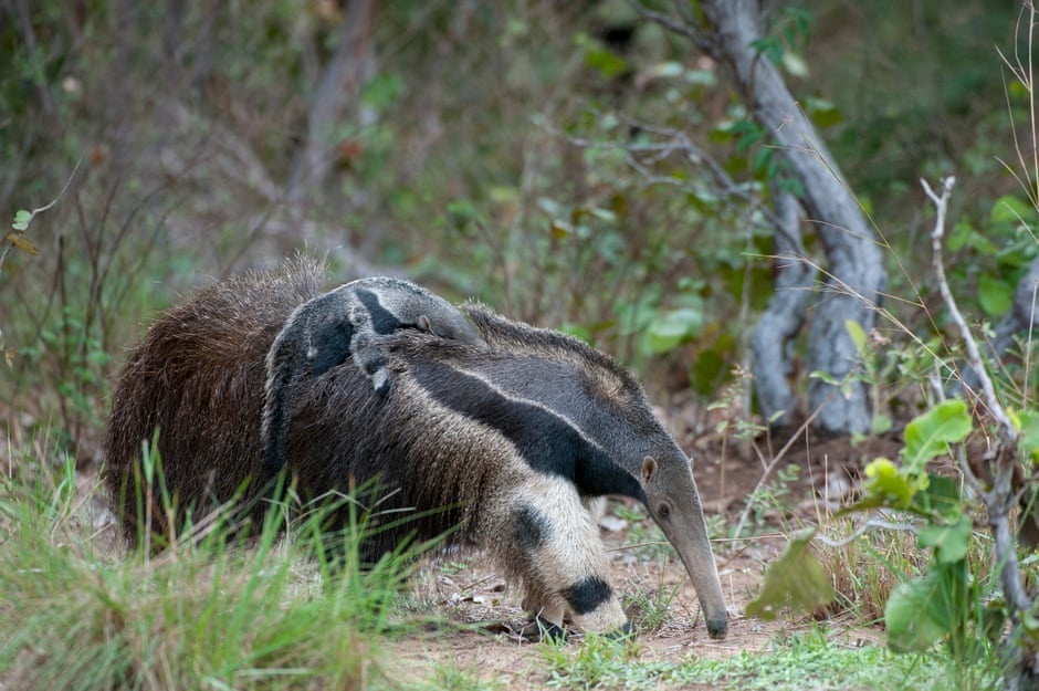 Xa lo tu than o Brazil anh 3