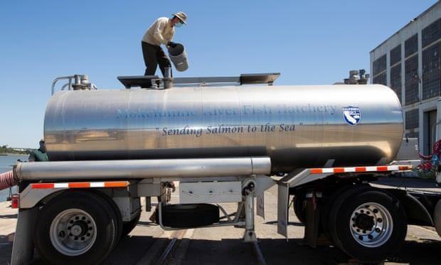 California chuyen ca hoi ra bien anh 1