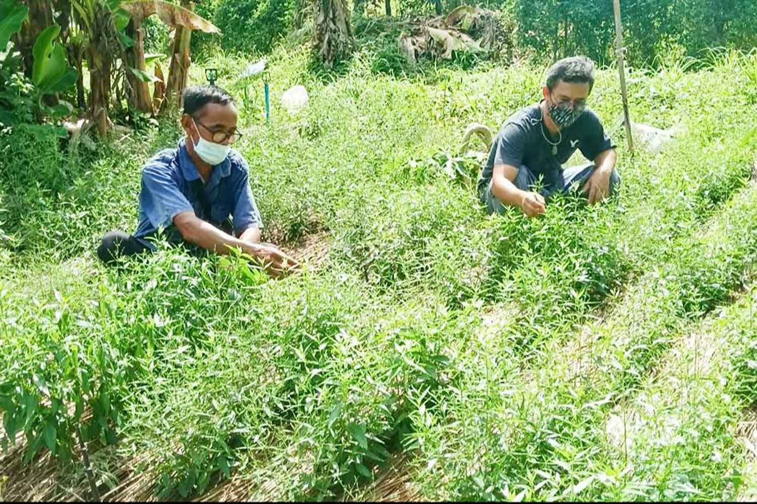 Nguoi Thai tim mua thao duoc giup chua Covid-19 hinh anh