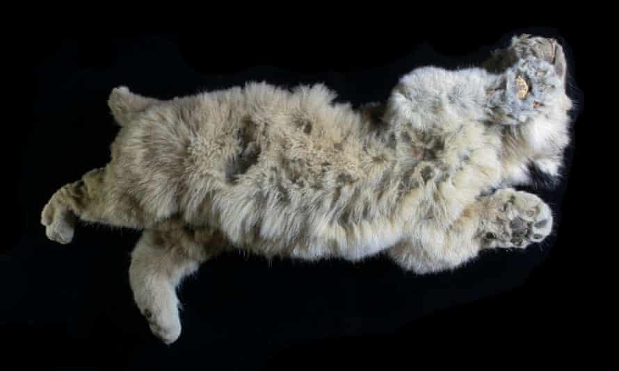 Hai con su tu nguyen ven trong bang vinh cuu hinh anh