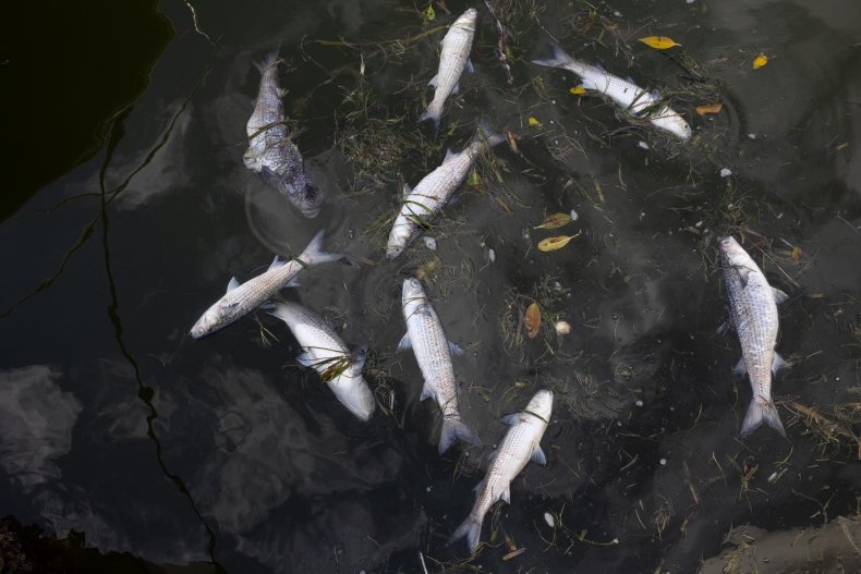 Gan 100.000 con ca hoi chet vi ro ri chat clo o Na Uy hinh anh