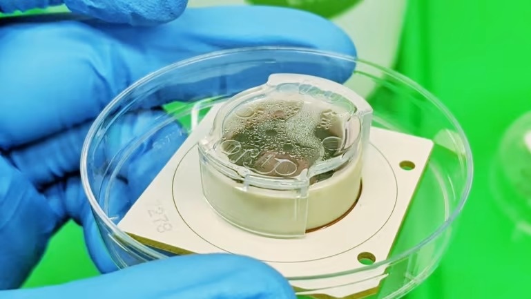 Bo nao thu nho co the choi game hinh anh