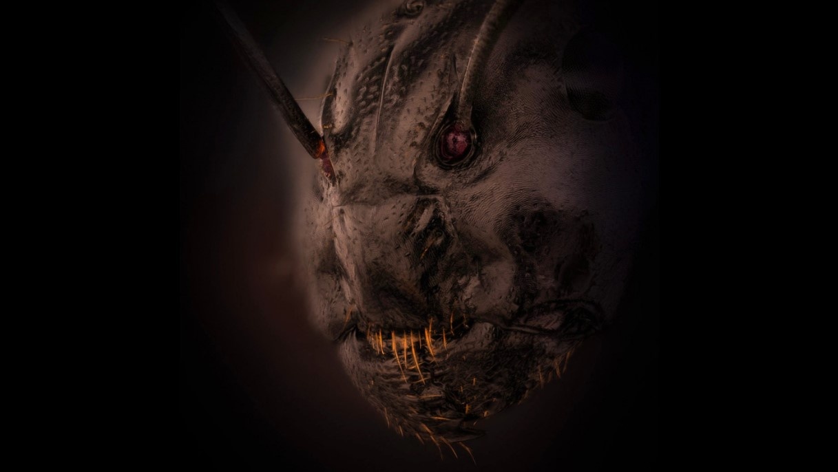 Bi quyet song lau cua kien chua hinh anh