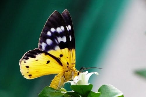 Viem da vi mot loai buom hinh anh