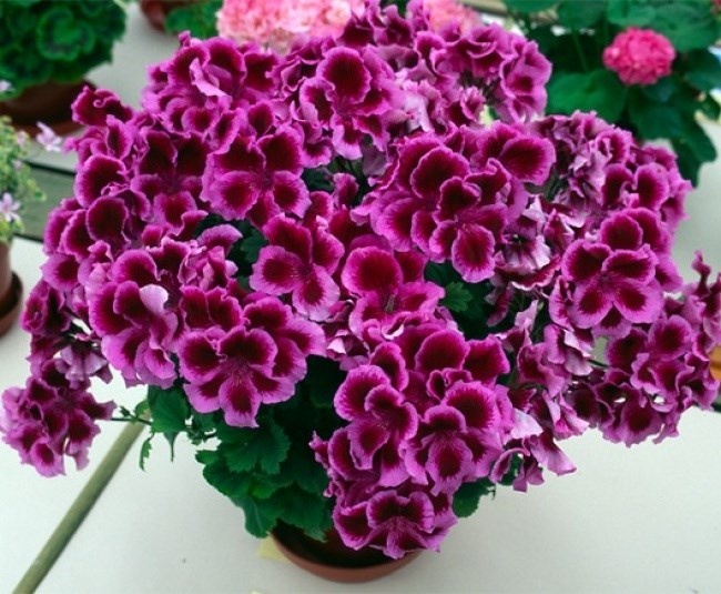 2. Trồng cây trong nhà   Cây bạc hà, hương thảo, cây hoa phong lữ là những loại cây trồng trong nhà có tác dụng  đuổi muỗi rất hiệu quả nhờ mùi hương đặc biệt của chúng. Lá cà chua cũng là một trong những biện pháp chống muỗi hữu hiệu nhất.