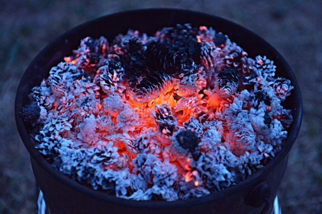 5. Cây vân sam (cây thông hình nón) và cây bách xù   Khi đốt các cành cây vân sam hay bách xù sẽ tạo ra mùi thơm đặc biệt xua đuổi được muỗi