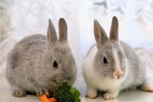 Thit tho - Thuc an, vi thuoc hinh anh