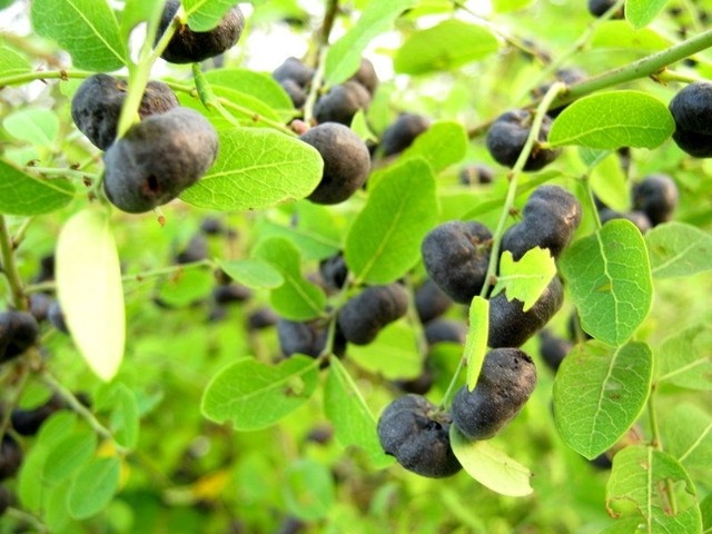 Cay la vuon nha tri nuoc an chan hinh anh