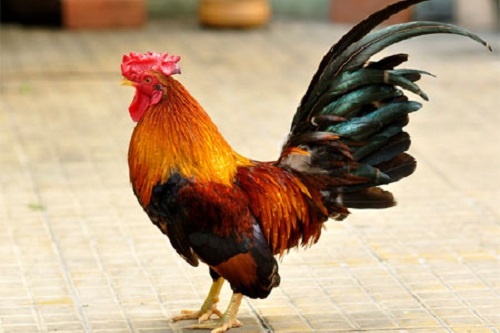 Mat ga cung la vi thuoc hinh anh