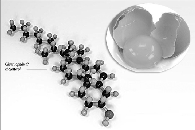 Cholesterol có nhiều trong lòng đỏ trứng.