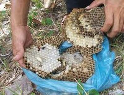 Bai thuoc don gian nhung chua liet duong huu hieu hinh anh