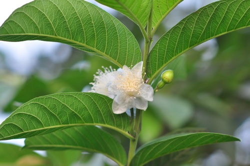 La oi danh bay mun dau den, vet tham nam hinh anh