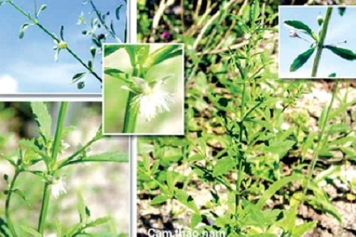 Tri gioi leo bang thuoc nam hinh anh