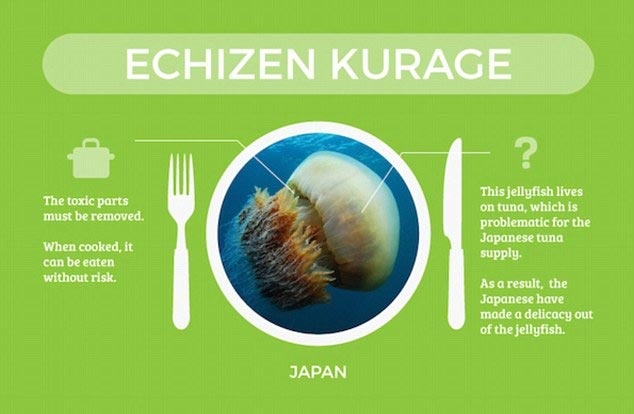 Sứa Nomura (Echizen kurage): Nếu được chế biến phù hợp, cắt bỏ những phần chứa độc, sứa Nomura có thể ăn được mà không gây hại cho sức khỏe con người. Loài sứa này hiện là mối đe dọa đối với nguồn cung cấp cá hồi của Nhật, vì chúng chỉ sống sót nhờ ăn một lượng cá lớn.