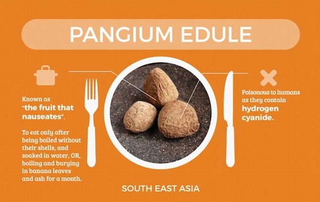 Hạt Pangium edule: Còn được biết đến với biệt danh 