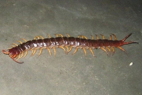 Vi thuoc hay tu ret hinh anh