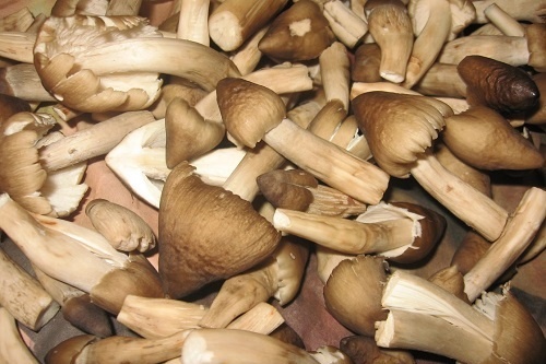 11 ly do nen an nam thuong xuyen hinh anh