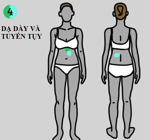 4. Dạ dày và tuyến tụy: Theo một nghiên cứu trên website Physio-pedia.com, khoảng 50% bệnh nhân viêm tụy cấp thường xuất hiện cơn đau ở lưng. Đau bụng, ở các góc phần tư phía trên cũng liên quan đến các vấn đề dạ dày và tuyến tụy.