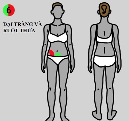 6. Đại tràng và ruột thừa: Khi bạn cảm thấy đau ở phần bụng bên phải (chấm đỏ trên hình), bạn nên kiểm tra có mắc viêm ruột thừa hay không. Ngoài ra, đau ở giữa bụng (chấm xanh trên hình) liên quan đến các vấn đề sức khỏe của đại tràng.