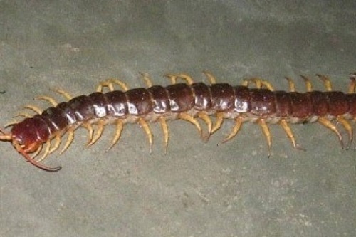 Vi thuoc tu con ret hinh anh