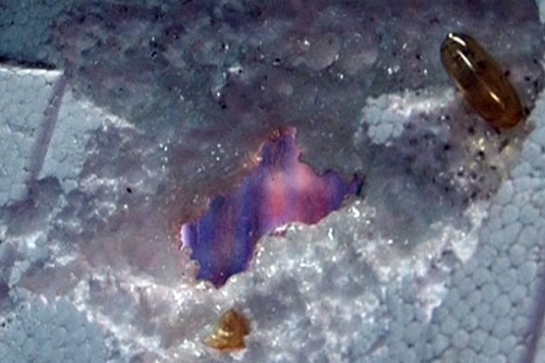 Bo Y te vao cuoc vu dau ca Omega 3 an thung mieng xop hinh anh