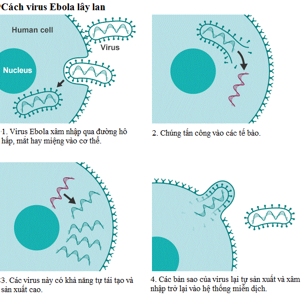 Virus Ebola Xuất Phát Từ Đâu? Khám Phá Nguyên Nhân và Đường Lây Truyền