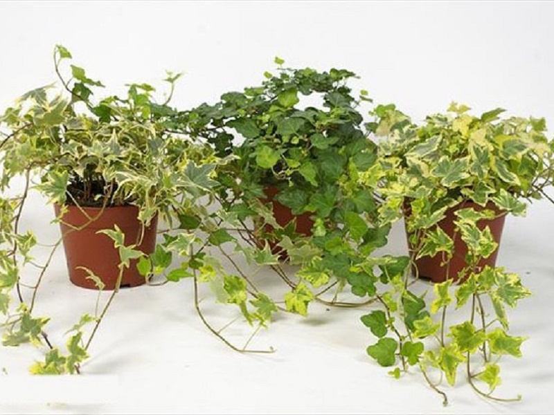 6 loai cay canh vua dem lai may man, vua tot cho suc khoe hinh anh