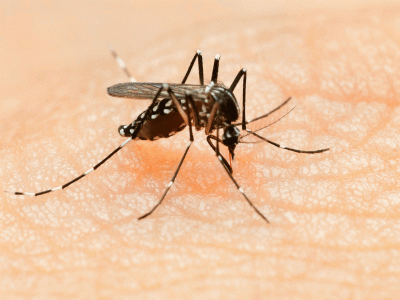 Loai muoi lay truyen virus Zika nguy hiem nhu the nao? hinh anh