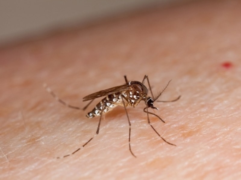 Cach phan biet benh do virus Zika va do sot xuat huyet hinh anh