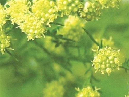 2 cay co dac biet lot vao giai Nobel Y hoc hinh anh