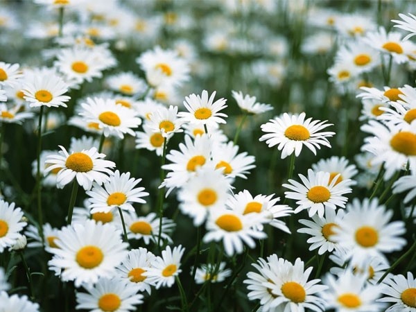 Loi ich cua hoa doi voi suc khoe con nguoi hinh anh