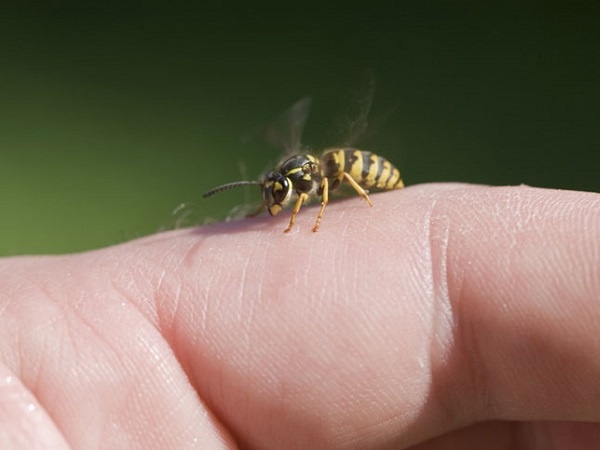 9 cach don gian lam diu vet ong dot hinh anh