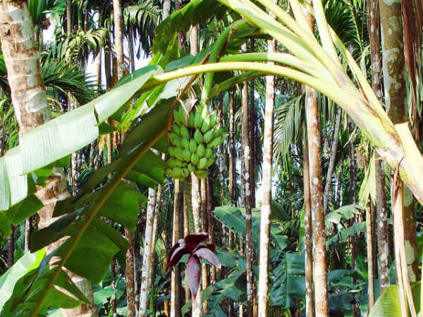 làm dịu vết ong đốt ảnh 8 lam diu vet ong dot anh 8