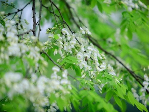 Ha Noi ngap tran lang man trong mau hoa sua thanh khiet hinh anh