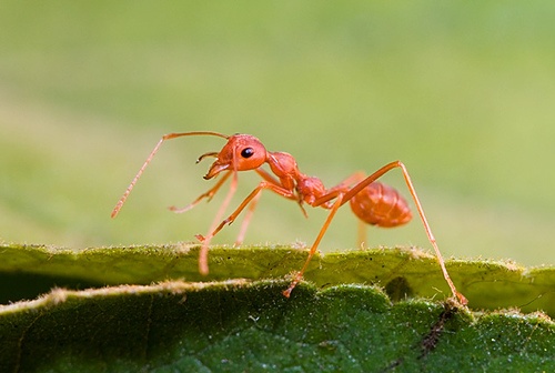 Meo diet kien khong can dung hoa chat hinh anh