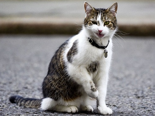 Nuoi meo co the khien ban roi loan than kinh hinh anh