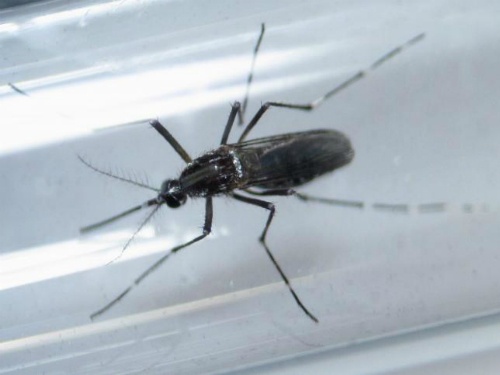 Virus Zika gay roi loan than kinh o nguoi lon hinh anh
