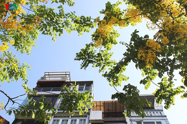 Muong hoang yen no ro anh 1