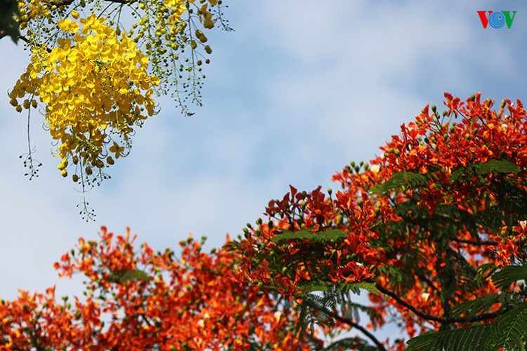 Muong hoang yen no ro anh 10