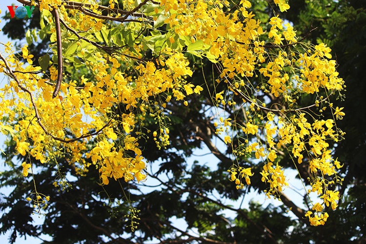 Muong hoang yen no ro anh 3