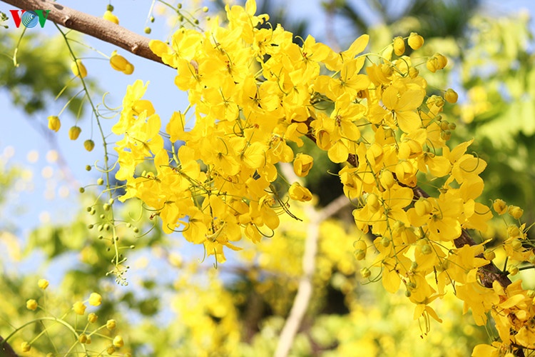 Muong hoang yen no ro anh 4