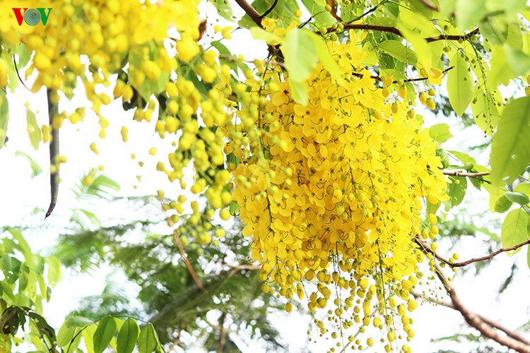 Muong hoang yen no ro anh 5