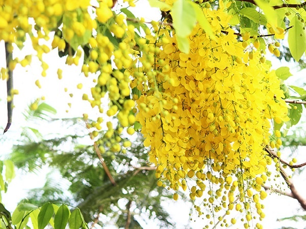 Muong hoang yen ruc vang goi he sang giua Ha Noi hinh anh