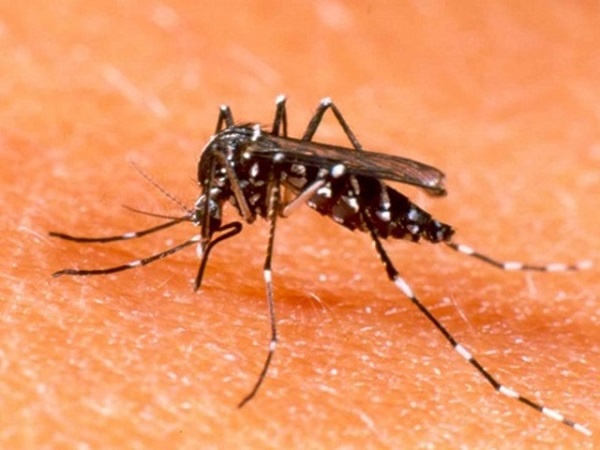 Zika khong nguy hiem bang sot xuat huyet, ke ca voi thai phu hinh anh