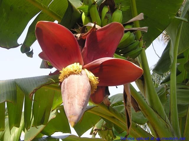 Loi ich suc khoe bat ngo tu hoa chuoi hinh anh