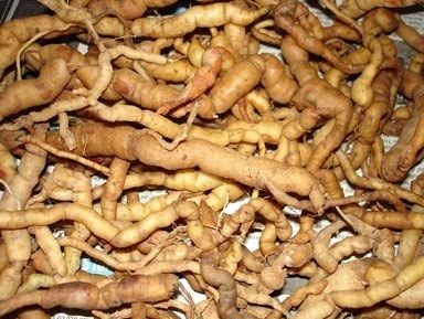 Lưu ý khi dùng củ ba kích ngâm rượu ảnh 1 Luu y khi dung cu ba kich ngam ruou anh 1