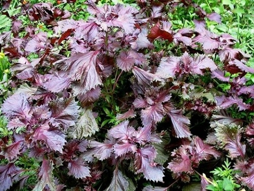 Tia to: Thuoc quy tu re den la hinh anh