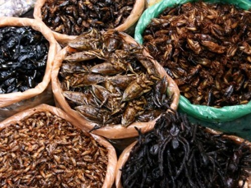 Nguy co chet nguoi, nhap vien vi an con trung hinh anh