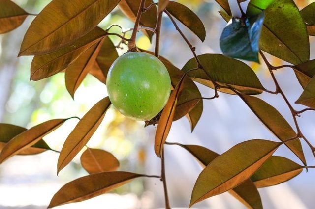 Tac dung cua 6 loai qua thuan Viet anh 1